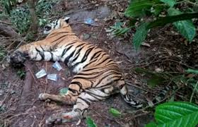 Harimau Sumatera Betina Mati Akibat Terjerat, Ini Penjelasan BBKSDA Riau